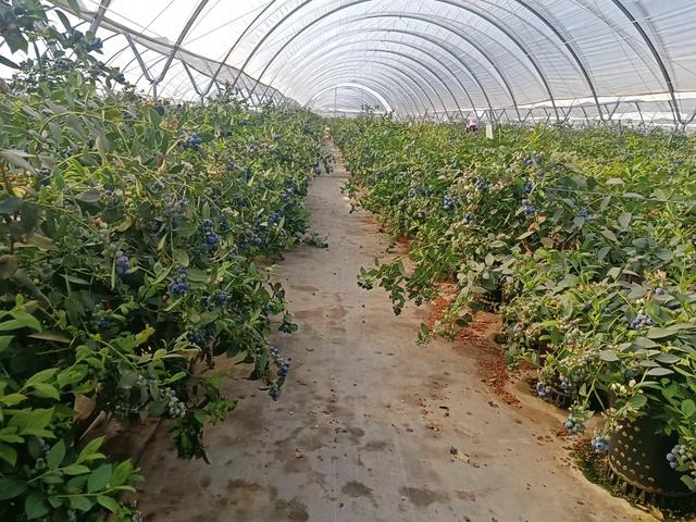 走进经久乡大村村蓝莓种植基地,一排排整齐的种植盆,一棵棵蓝莓树上的