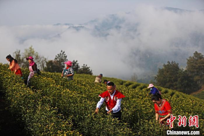 近日,在重庆市彭水苗族土家族自治县保家镇,茶园,远山和茶农,构成美丽