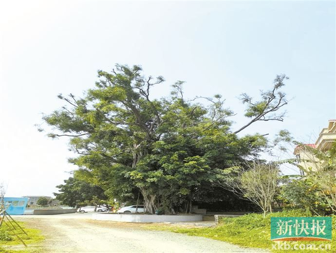 佛山最古老榕树风雨六百载绿意佑乡民