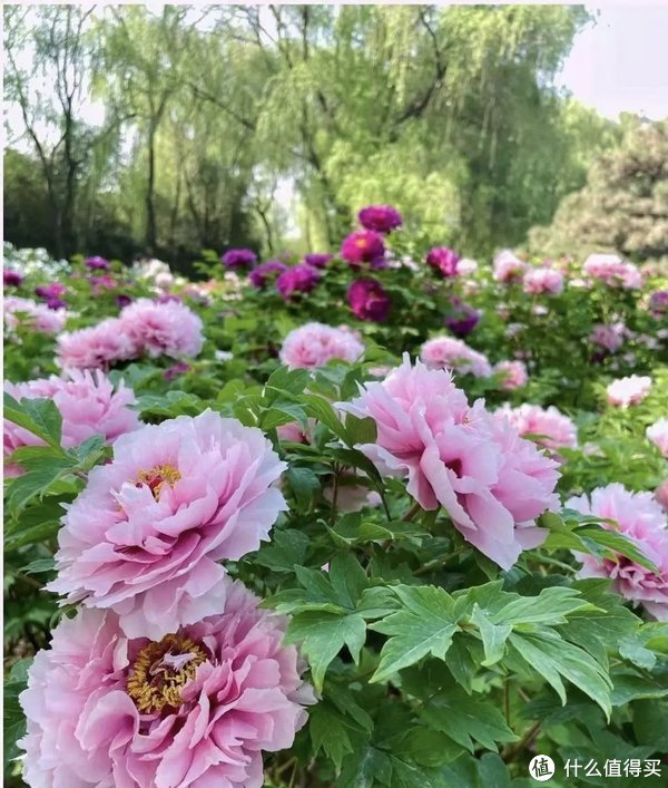 "洛阳牡丹"百花齐放,争奇斗艳,那叫一个壮观|洛阳市_新浪新闻