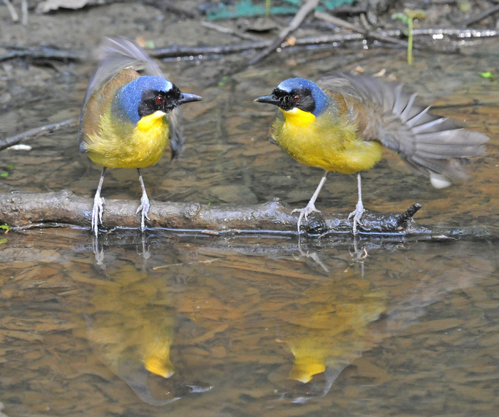 1923年,法国鸟类学者为其正式命名.