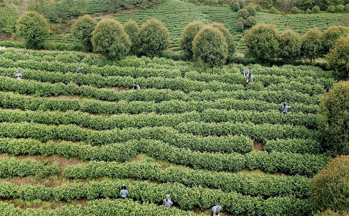 江西乐平:有机白茶采摘忙|江西省|乐平市_新浪新闻