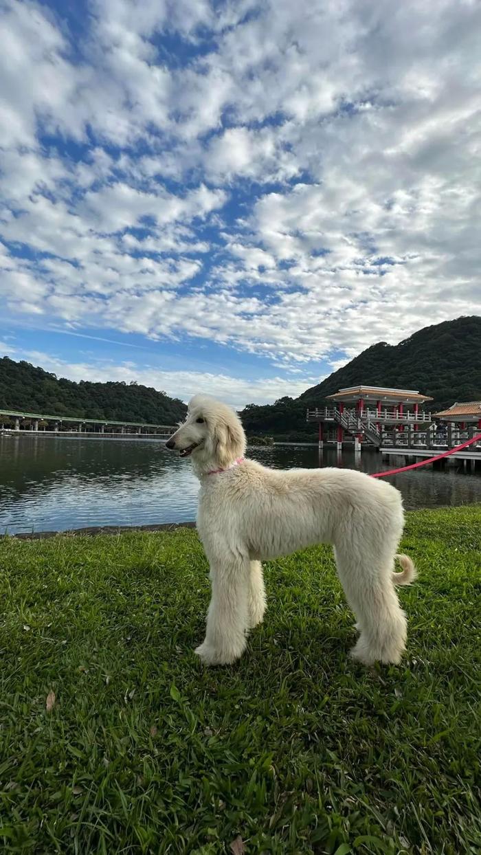 阿富汗巴特狗图片