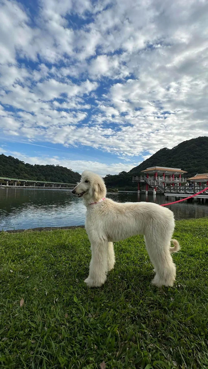 草泥马|狗子|阿富汗猎犬_新浪新闻