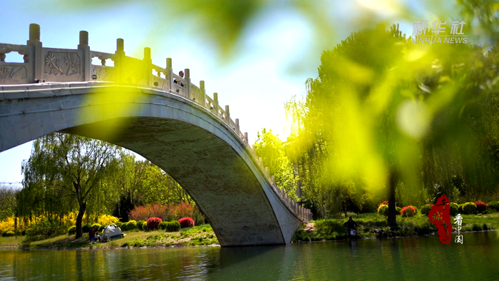 千城百县看中国丨河北临漳一池春水润春色迷人陶醉不思归