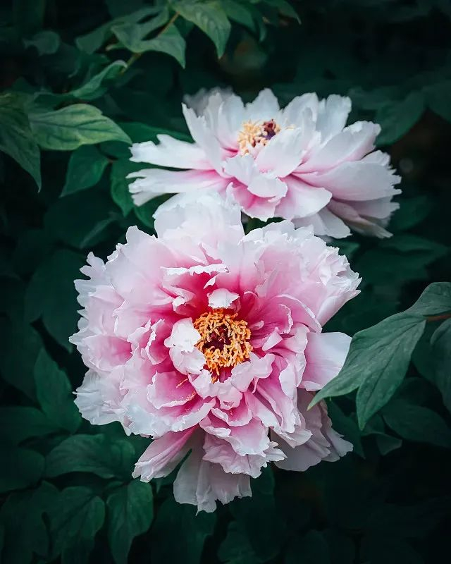 十首极美牡丹诗,花开富贵,共赏一片国色天香|牡丹|百花|牡丹花_新浪