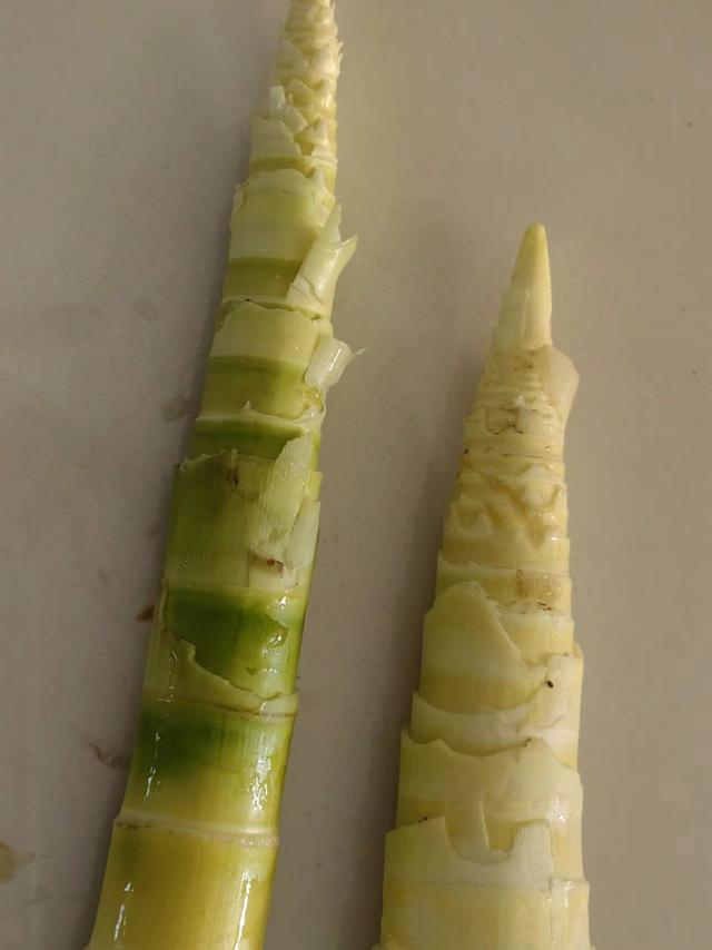 南京溧水晶桥镇孔家村:春暖花开挖笋乐 每一口都是春天的味道|竹笋