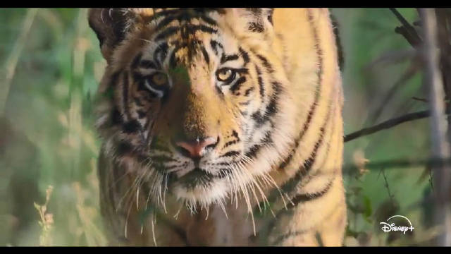 自然纪录片老虎发布中字预告