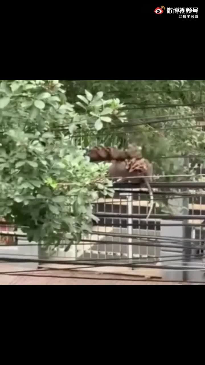 这是负鼠吗也太大了吧