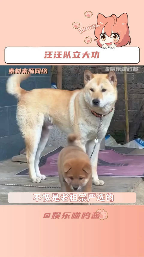 小孩儿以后狗叔没上桌不许动筷子