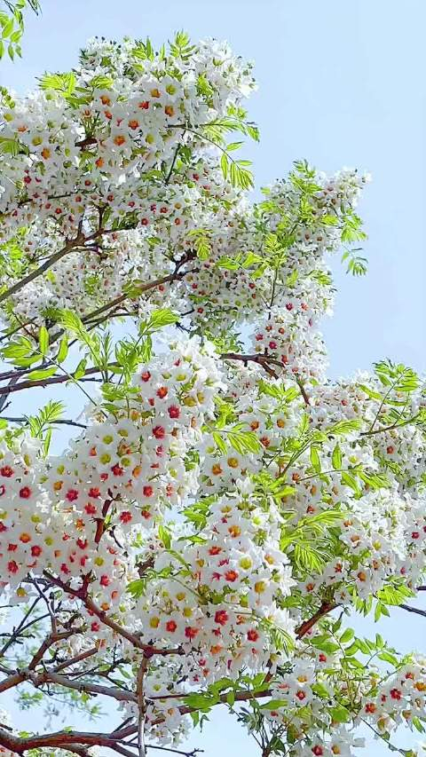 文冠树,也叫状元树,见者大吉大利!