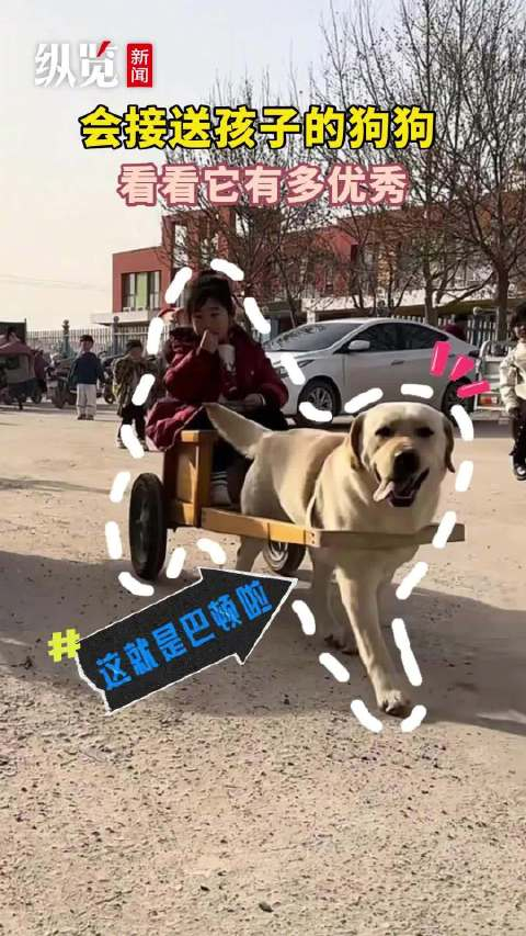 会拉车接送孩子取快递帮买菜河北这个爆火网络的狗狗是如何炼成的
