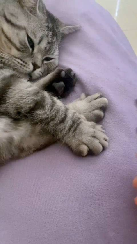 头一次见到剪指甲这么乖的猫