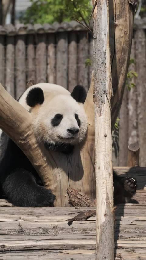 爱在树杈子睡觉的大熊猫妮妮