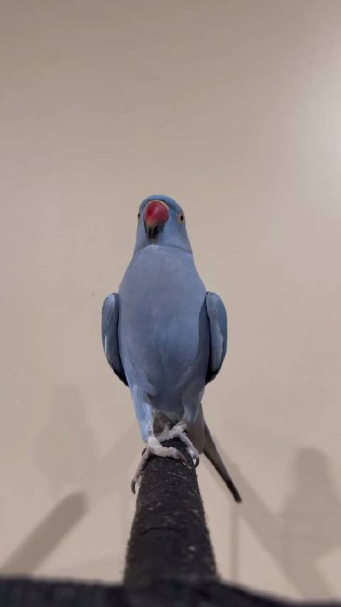 是谁今天还没被月轮亲亲