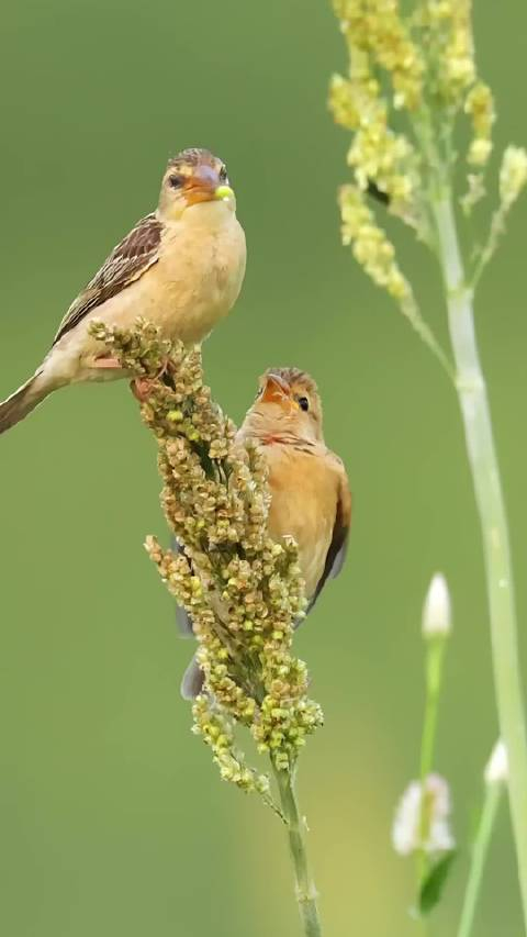 鸟妈妈这样宠孩子