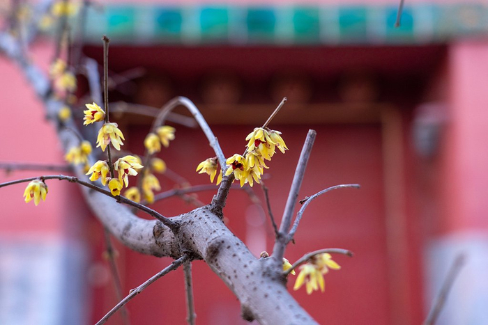 故宫腊梅花绽放