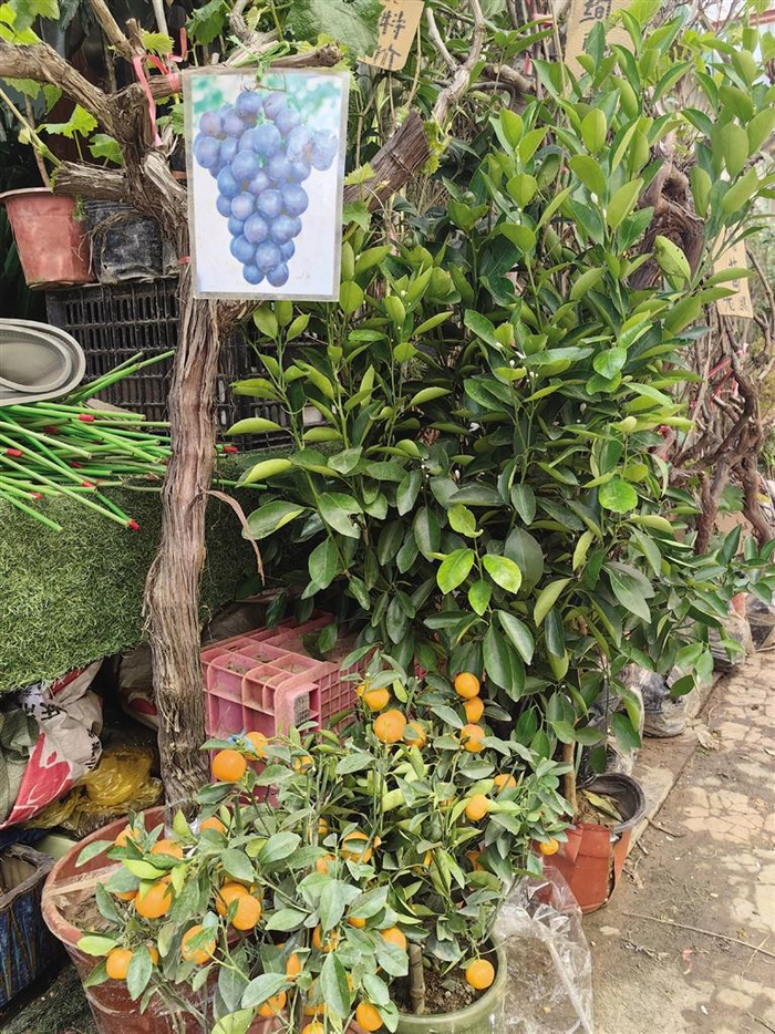 养花种果 解锁春日"多巴胺" 观赏选购 这份浪漫很"实惠"|鱼_新浪新闻