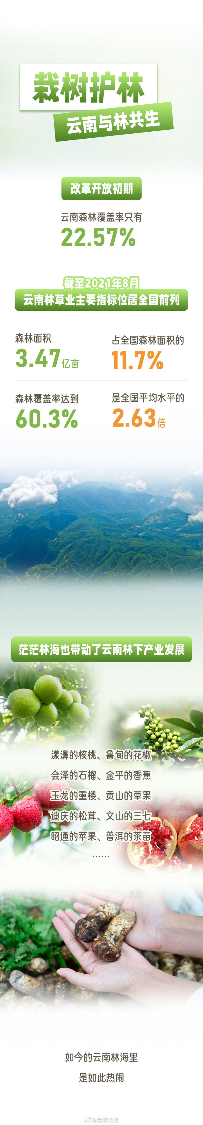 栽树护林,云南与林共生|云南省_新浪新闻
