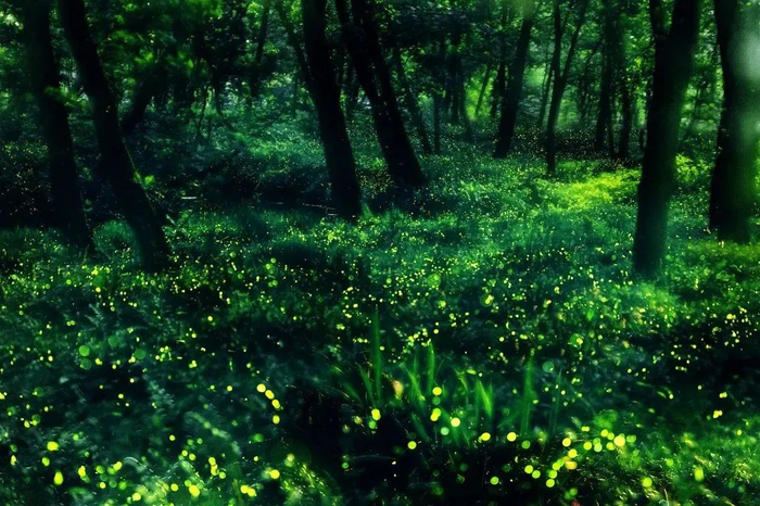 蓝媒热评丨萤火虫归来