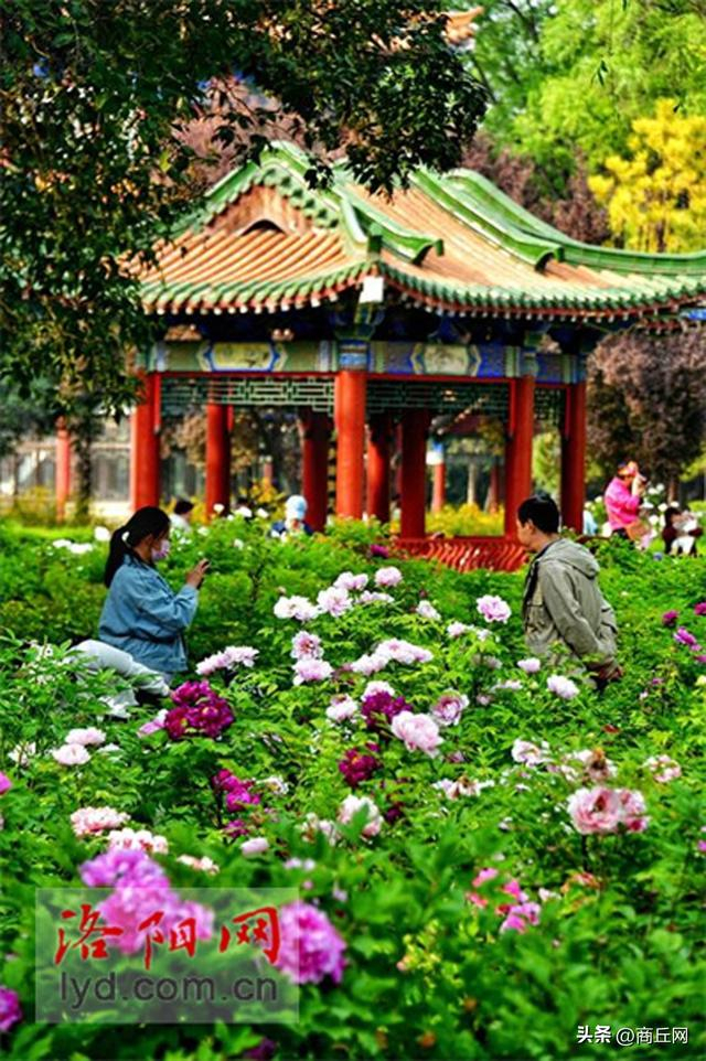 洛阳喊您赏牡丹 这份攻略请收好|中国国花园|牡丹|王城公园_新浪新闻