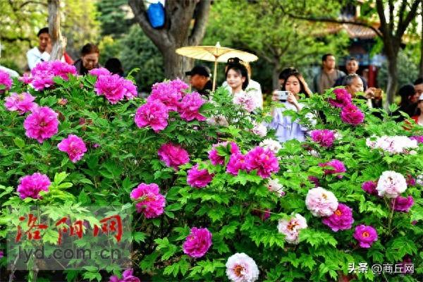 洛阳喊您赏牡丹 这份攻略请收好|中国国花园|牡丹|王城公园_新浪新闻
