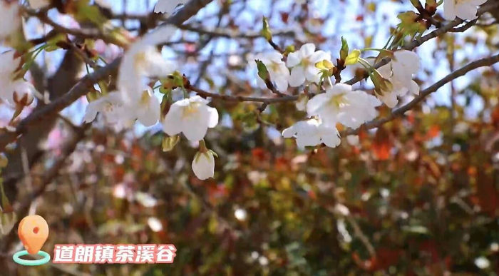 泰安道朗镇茶溪谷樱花烂漫春光暖
