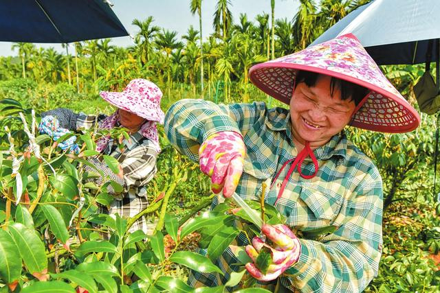 在位于琼山区三门坡镇红明农场的荔枝新品种示范种植基地，农户正在嫁接“仙桃荔”。记者 苏弼坤 摄