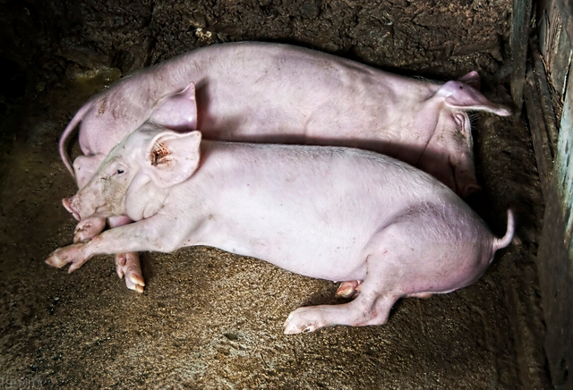 仔猪将涨至千元养殖户注意有人故意卖非瘟仔猪获刑一年