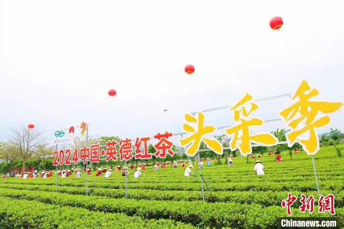 广东清远英德红茶头采季活动开幕