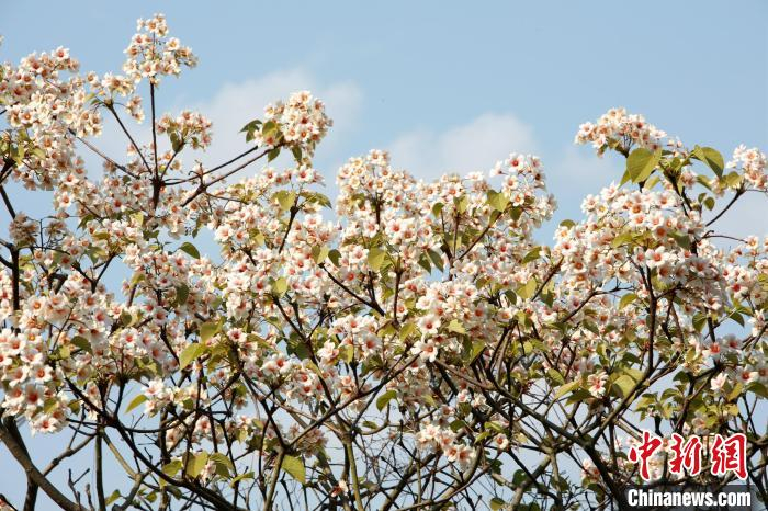 广西天峨县:油桐花绽放引客来__财经头条