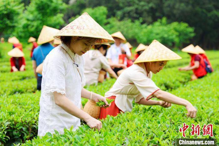 广东清远英德红茶头采季活动开幕