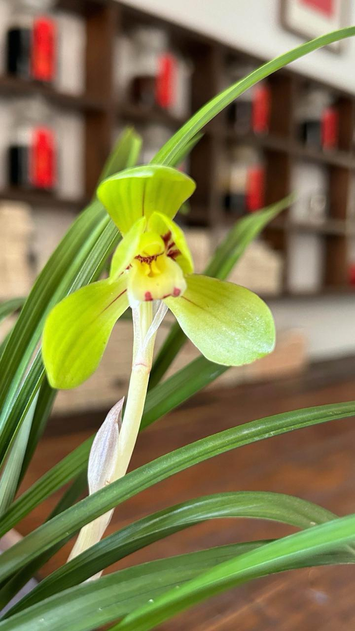 来湘江新区茶夕湾品兰花看画展享余闲赴一场春日之约