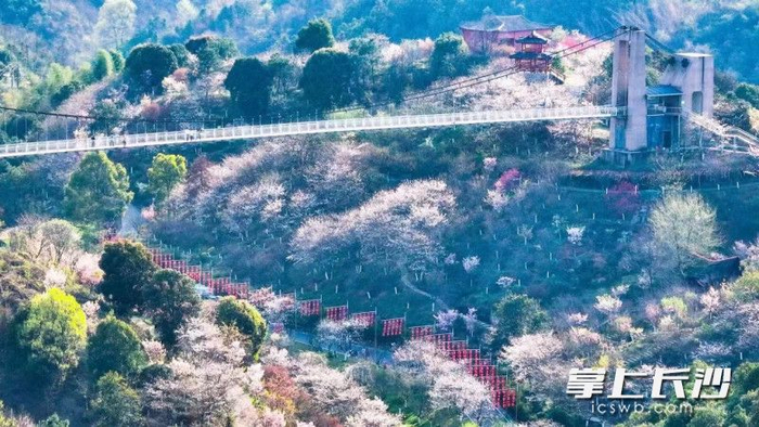 浔龙河樱花盛开,清明小长假门票免费送!|樱花园|龙河|门票_新浪新闻