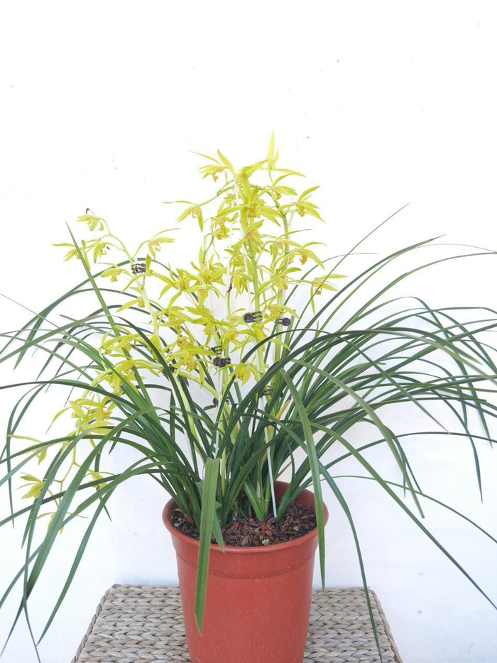 来湘江新区茶夕湾品兰花看画展享余闲赴一场春日之约