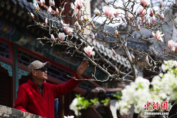 北京潭柘寺二乔玉兰盛放迎游人