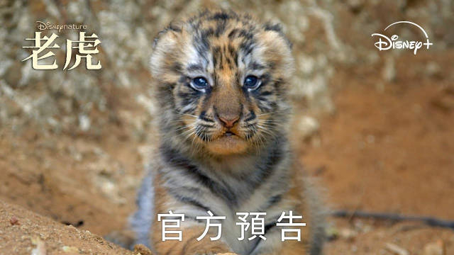 迪士尼纪录片《老虎》首曝中字预告片!