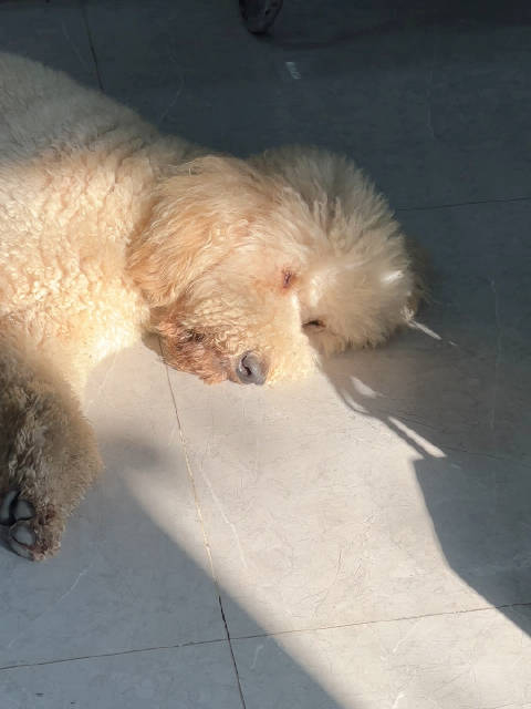 太白我的上班日常tired等下班