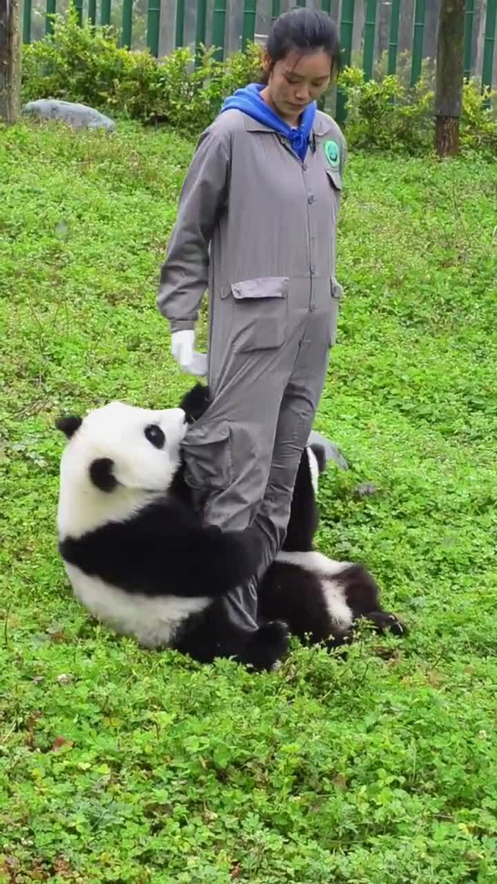 大熊猫兜兜有些迷茫