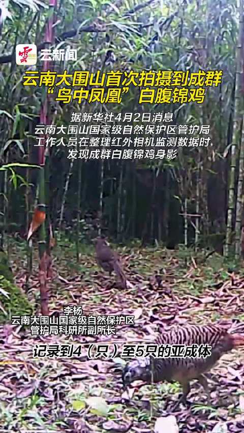 云南大围山首次拍摄到白腹锦鸡