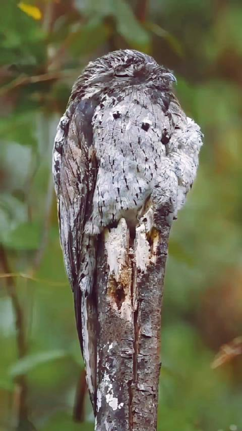 可爱的林鸱宝宝