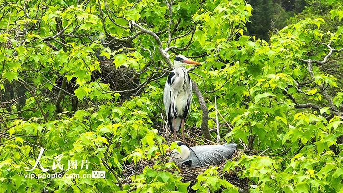 重庆酉阳生态好苍鹭栖