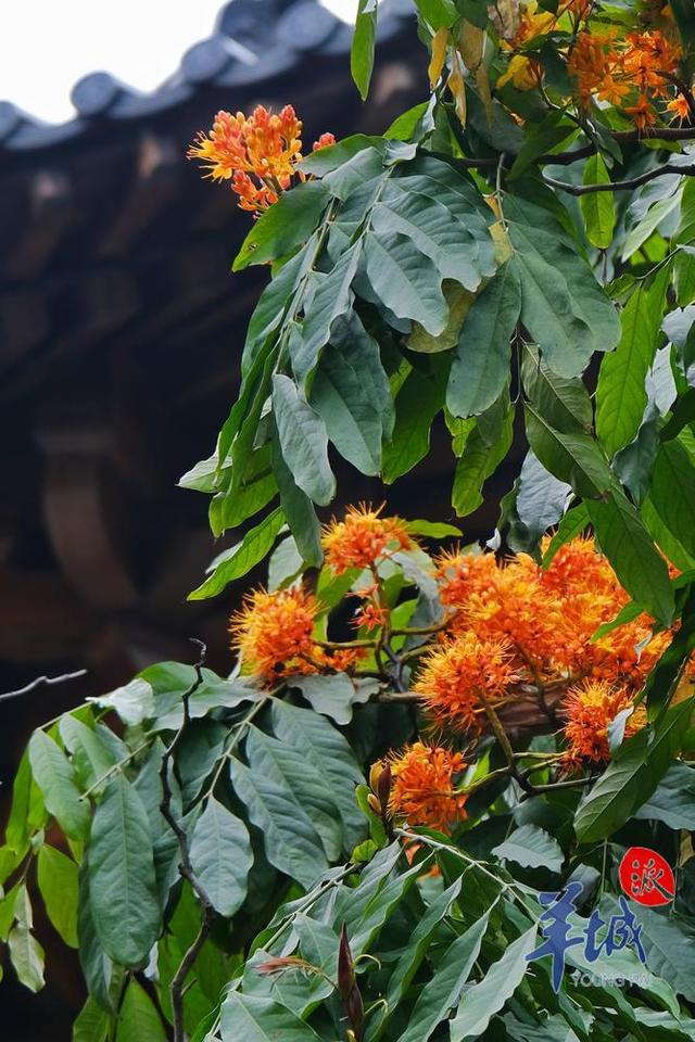 秋明拍花|送你一树无忧花|无忧|无忧花|火焰_新浪新闻