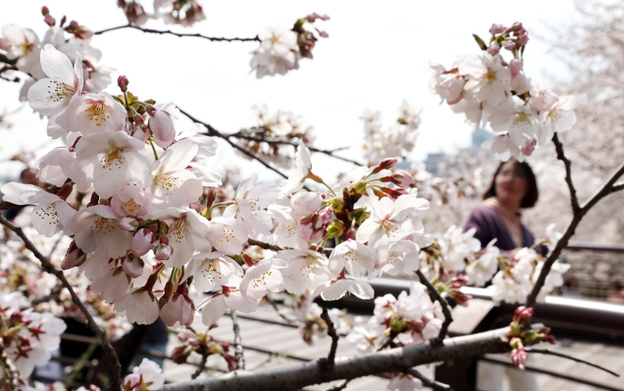 韩国首尔樱花烂漫|樱花|江南区_新浪新闻