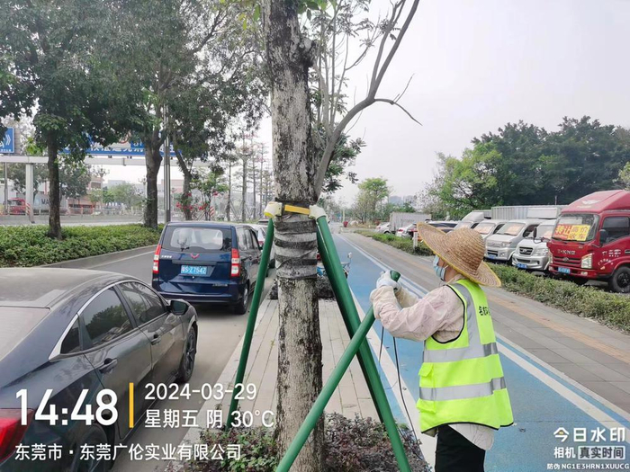 东莞中堂城管:全面加强园林绿化安全,确保雨季道路排水畅通|城管|东莞