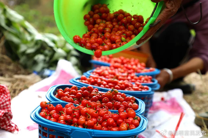 快来尝今年昆明第一口樱桃,富民东村镇杜朗村樱桃上市啦|杜朗|昆明市
