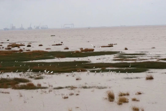 崇明岛鸟农矛盾问题调查之一