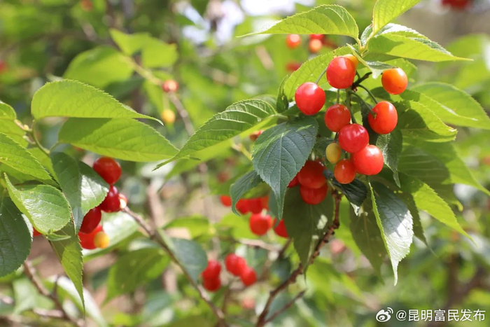 快来尝今年昆明第一口樱桃,富民东村镇杜朗村樱桃上市啦|杜朗|昆明市