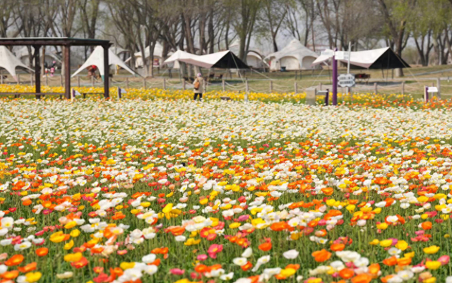 紫谷伊甸园千亩花海绽放,赏花期长达7个月|花海_新浪新闻