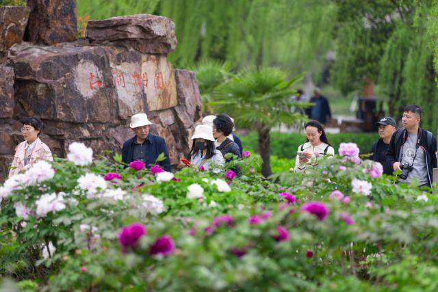 常熟文旅节多维度展示城市魅力,尚湖牡丹花会共展牡丹富贵之美!